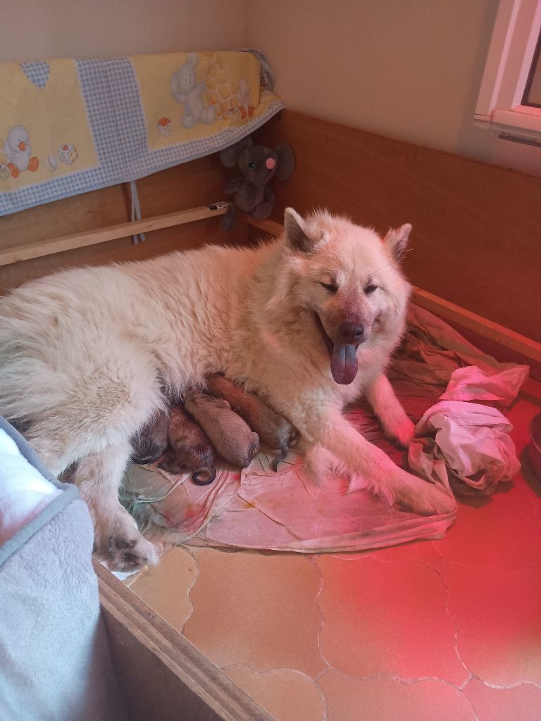 chiot Eurasier Du Boucanet