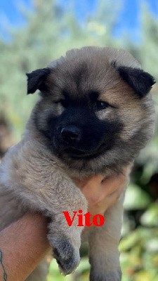 Vito